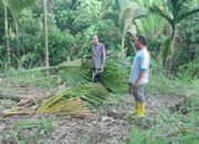 Kawanan Gajah Liar Rusak Tanaman Para Petani Pante Kirou Paya Bakong