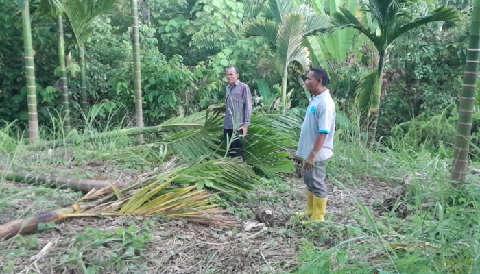 Kawanan Gajah Liar Rusak Tanaman Para Petani Pante Kirou Paya Bakong