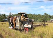 Panen Padi Bersama Istri, PJ Walikota Lhokseumawe: Petani Harus Untung dan Eksis Terus