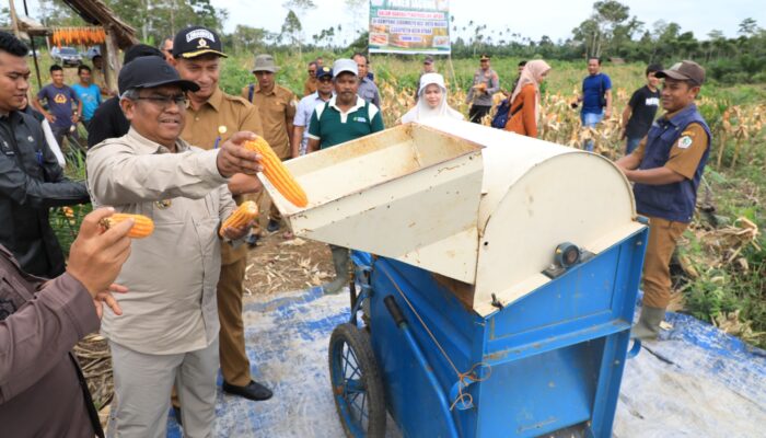 Pj Bupati Aceh Utara Panen Jagung Kering Pipil di Kuta Makmur