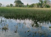 Ribuan Hektar Tanaman Padi di Aceh Utara Terendam Banjir