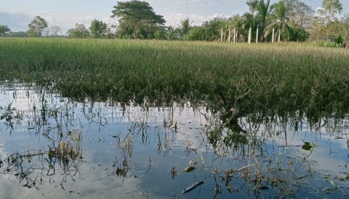 Ribuan Hektar Tanaman Padi di Aceh Utara Terendam Banjir