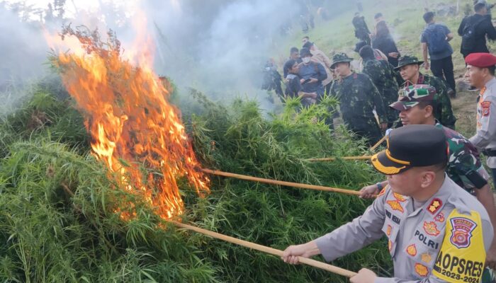 Kepala BNN RI Bersama Forkopimda Aceh Utara Musnahkan Ladang Ganja