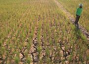 Sawah Kering di Kecamatan Blang Mangat, Nyaris Tanpa Solusi