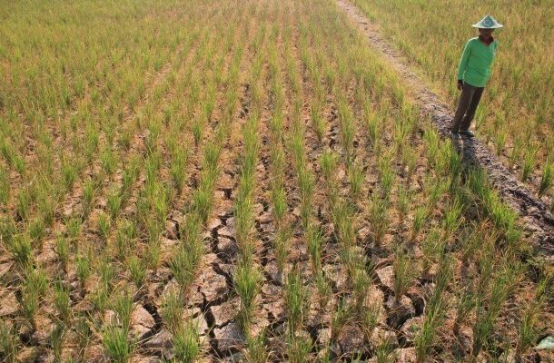 Sawah Kering di Kecamatan Blang Mangat, Nyaris Tanpa Solusi