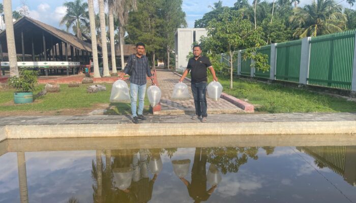 Pokdarwis Pirak Tour Tabur 1000 Benih Ikan Nila di Rumah Cut Mutia