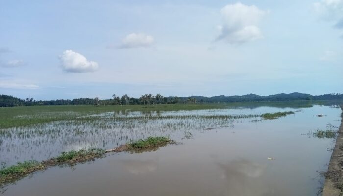 Banjir Aceh Utara, Puluhan Hektar Sawah Gagal Tanam