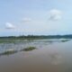 Banjir Aceh Utara, Puluhan Hektar Sawah Gagal Tanam